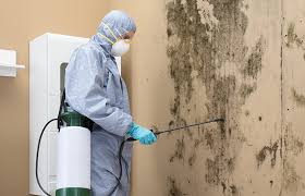 Best Basement Mold Removal  in Summerside, OH